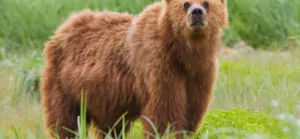 Kirándulóidő: medve bóklászik az Aggteleki Nemzeti Park déli részén