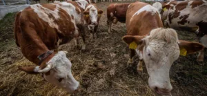 Megszűnik a száj és körömfájás járvány miatt létrehozott Operatív Törzs