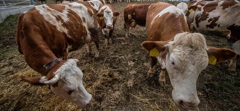 Megszűnik a száj és körömfájás járvány miatt létrehozott Operatív Törzs