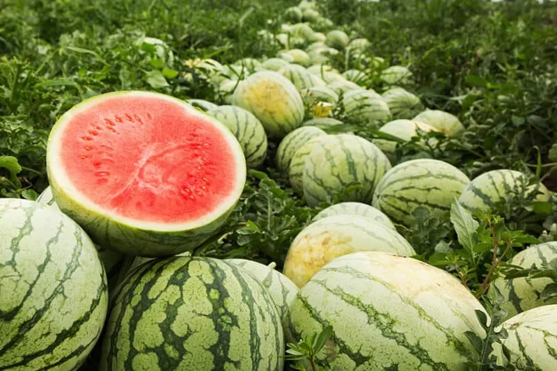 Tömeges ételmérgezés Taroudantban: Vészcsengő a marokkói nyári gyümölcsök biztonsága kapcsán