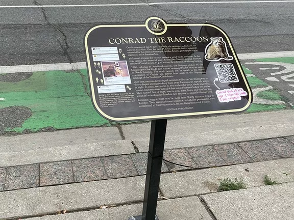 Conrad, a mosómedve, aki szobrot kapott Torontóban