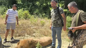 Elszabadult oroszlán támadt rá egy állatkerti dolgozóra a törökországi Antalyában