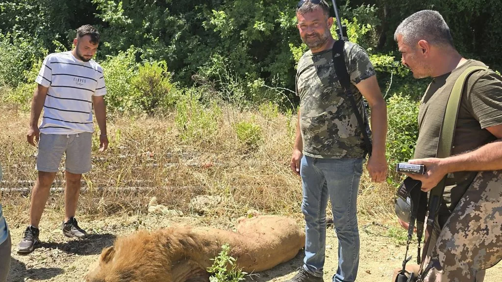 Elszabadult oroszlán támadt rá egy állatkerti dolgozóra a törökországi Antalyában