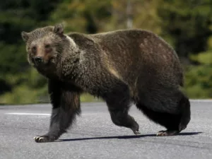 Komoly Sérüléseket Szenvedett a Férfi, Miután Támadásba Kezdett egy Grizzly Medve Brit Kolumbia Belsejében