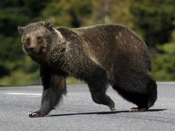Komoly Sérüléseket Szenvedett a Férfi, Miután Támadásba Kezdett egy Grizzly Medve Brit Kolumbia Belsejében