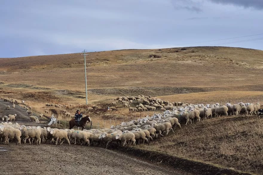 Szabályozási változások fenyegetik az argentin-izraeli bárányhús exportot