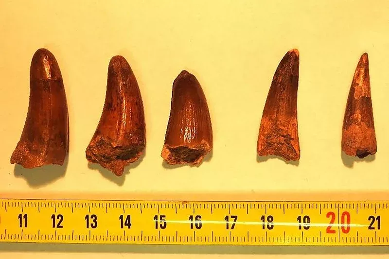 A középső atlaszban fedezték fel Afrika legrégebbi turiasauria fogait