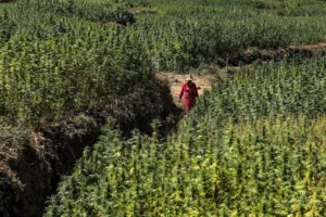 Marokkó első törvényes orvosi kannabisz szállítmányát küldte Ausztráliába
