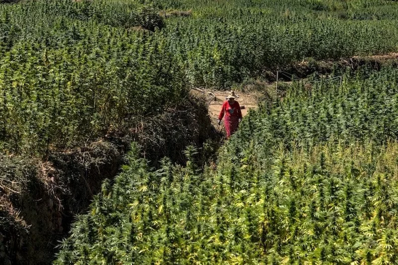Marokkó első törvényes orvosi kannabisz szállítmányát küldte Ausztráliába