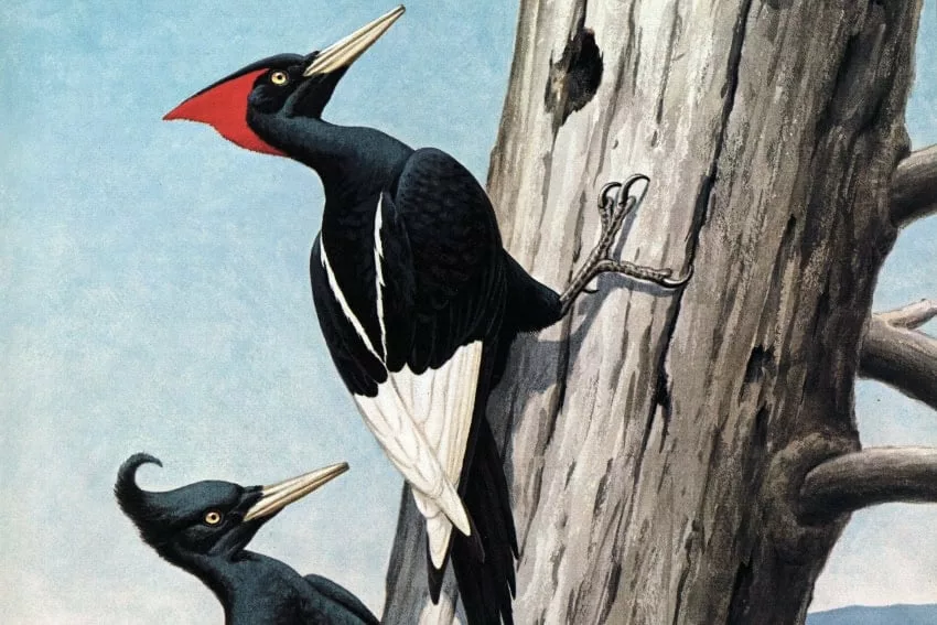 Az eltűntnek hitt birodalmi harkály titka