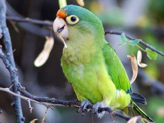 Madarakat Rejtett a Nadrágjában – Letartóztatták a Határon