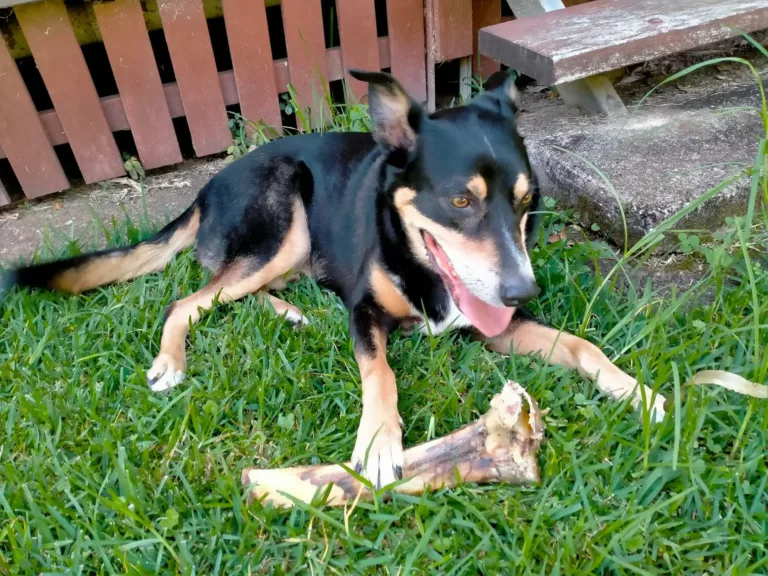 Az ember és a kutya több mint 16 ezer éves barátsága