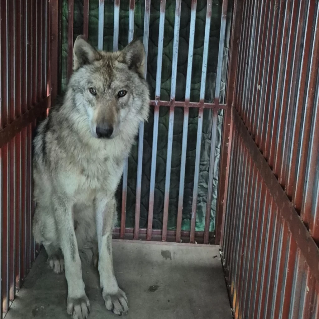 Új Tanácsadó Testület a Közösségi Állatkertekért Reagálva a Biztonsági Aggodalmakra