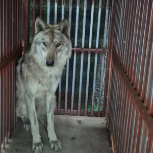 Új Tanácsadó Testület a Közösségi Állatkertekért Reagálva a Biztonsági Aggodalmakra